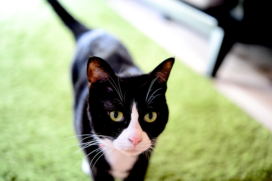 犬や猫のペットと暮らす木の家