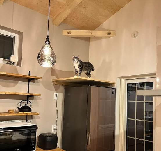 猫と暮らす家で意識したいアイデア