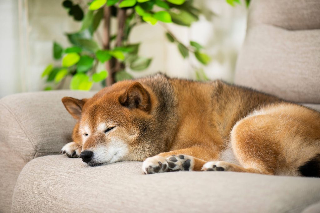 犬と暮らす家で意識したいアイデア